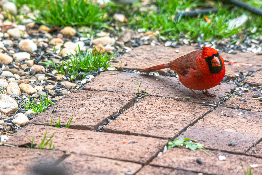 Backyard Birds NH-9952.jpg
